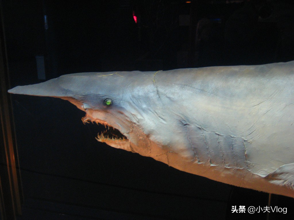 能够依靠肝脏控制沉浮更奇怪的是剑吻鲨长着一个能屈能伸的长嘴