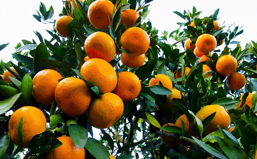柑橘促進(jìn)花芽分化提高座果率用什么葉面肥，昆侖風(fēng)高產(chǎn)套餐