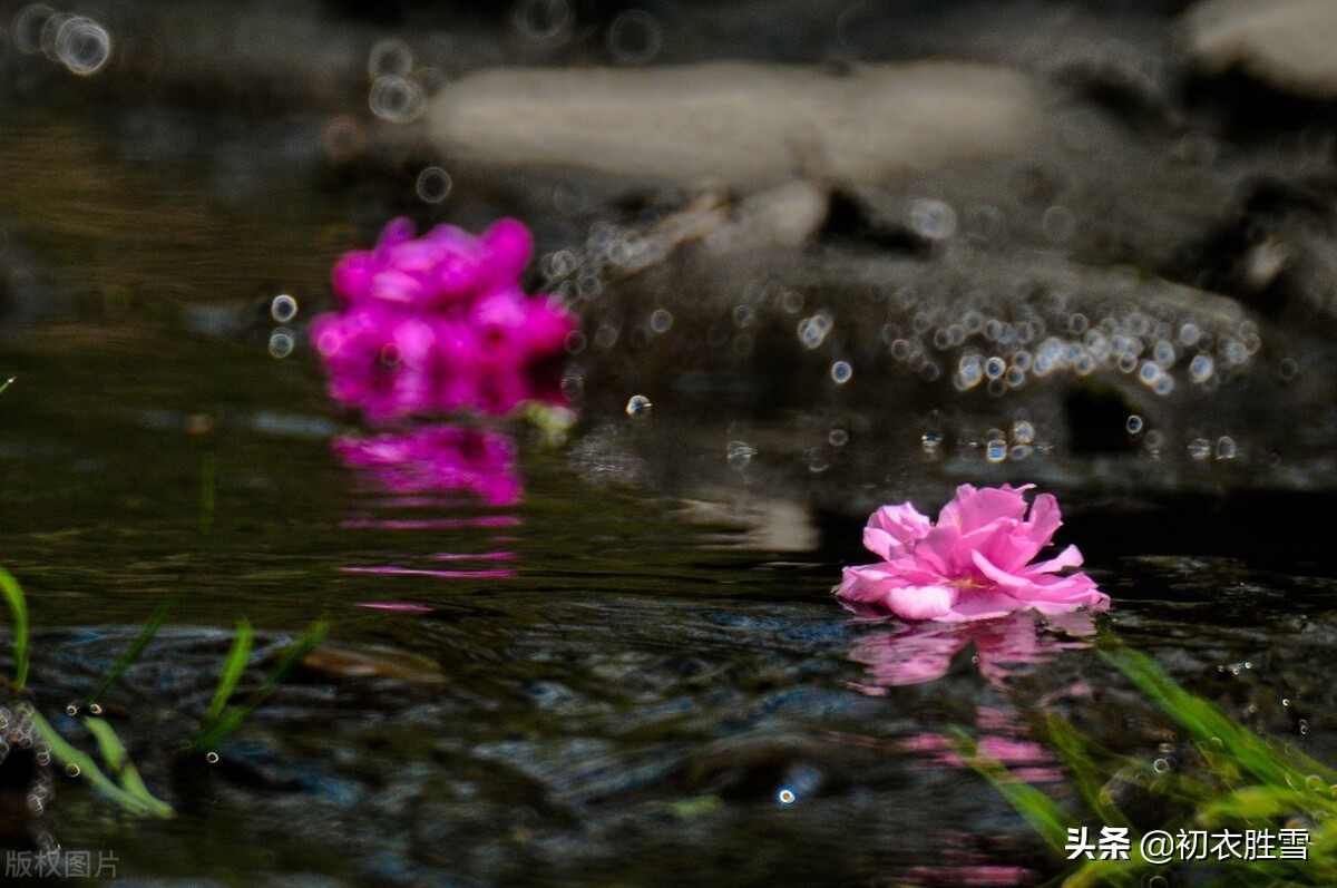 暮春落花绝句五首赏读：春风三月落花时，人间春去落花深