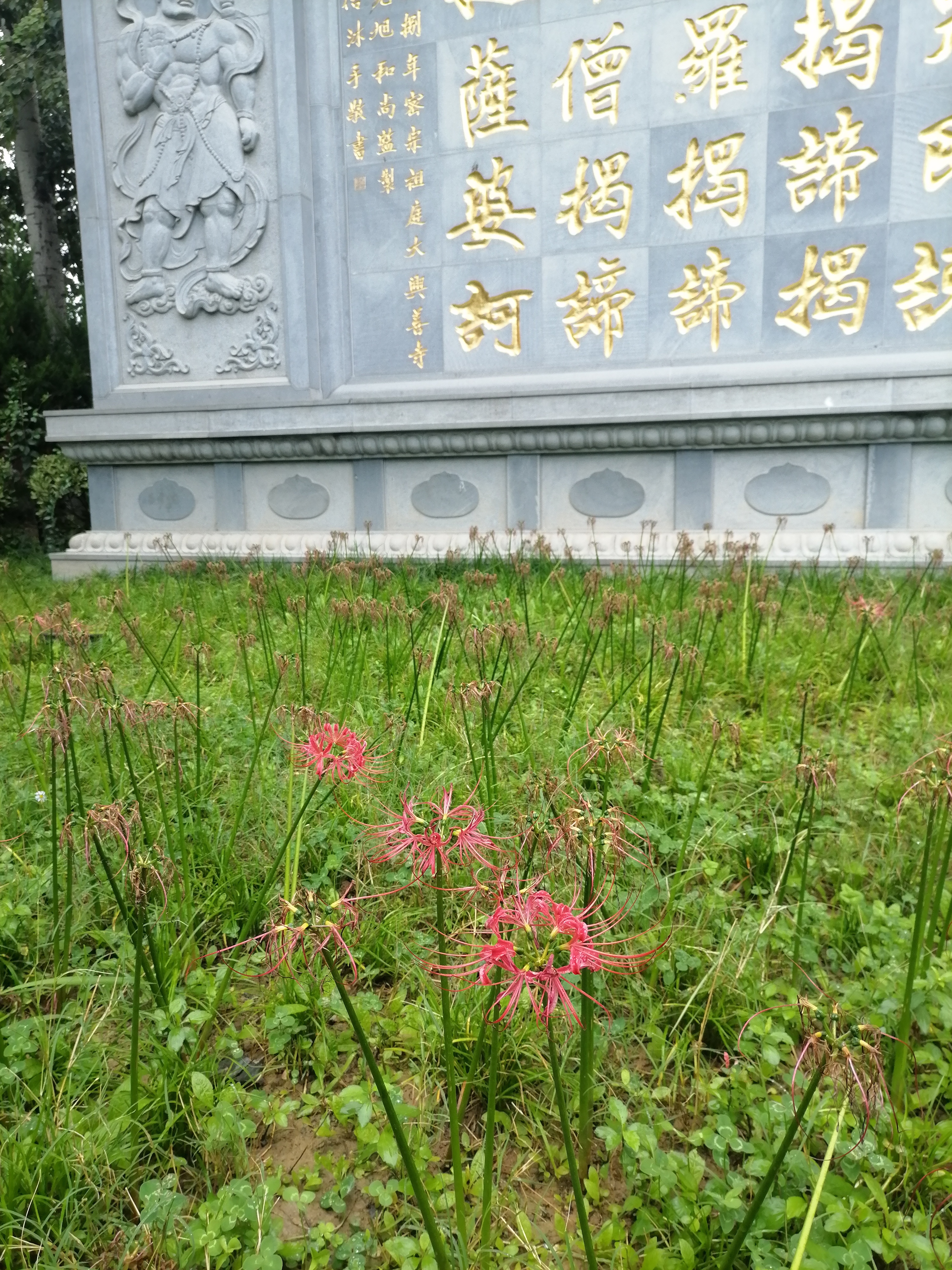 悠居在长安系列之彼岸花开——疫情忆长安大兴善寺