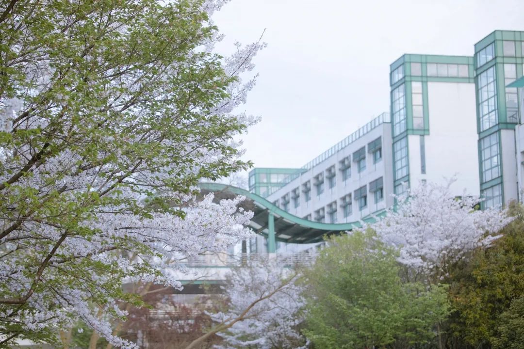 浙大樱雨，许你浪漫春光！每一张都可以做壁纸