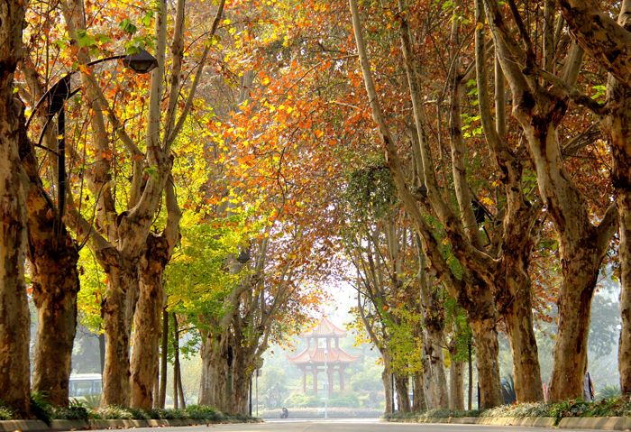 逢盛世，求卓越，怀青云志赴“一流”！四川大学，邀你共赴未来！