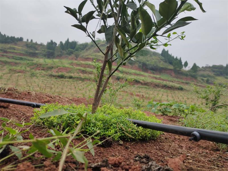 水肥一体化灌溉系统的优势以及对我国农业的影响