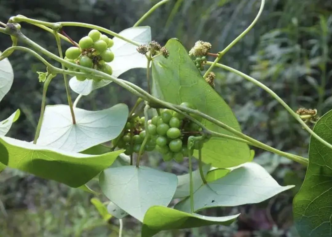 新冠的终结者千金藤素