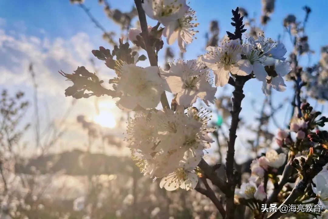 注意！前方一大波春日校园美景来袭