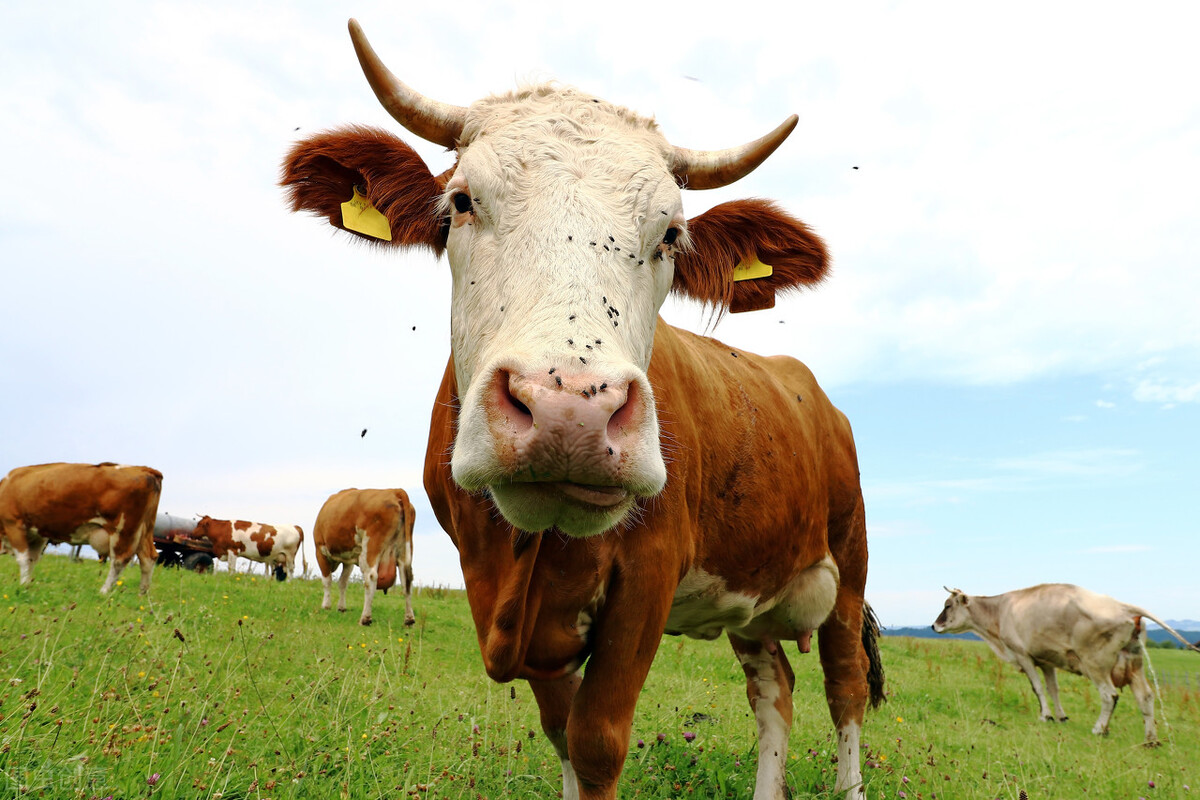 牛价丨2月牛价怎么样了？来看这份牛肉及活牛价格播报