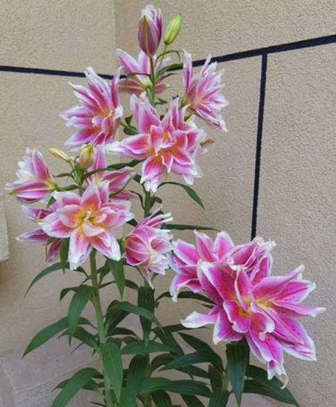 百合花怎么养才能开花，百合花养殖方法与技巧和注意事项