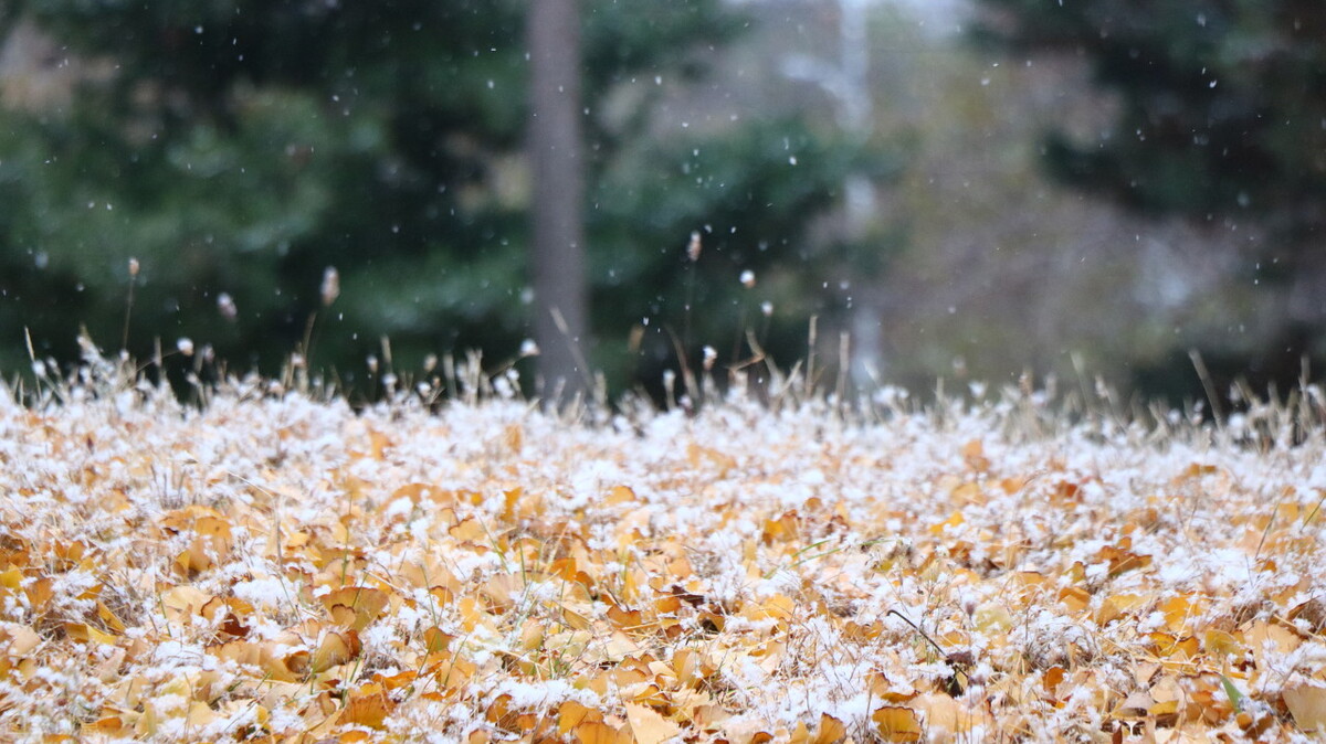 冬韵：红炉点雪，落纸云烟，愿冬来无恙，一切遂意