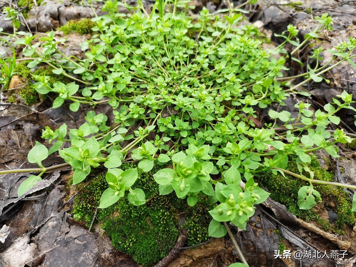 农村100种野菜图片名单 农村能吃的野菜100种-诚智百科网