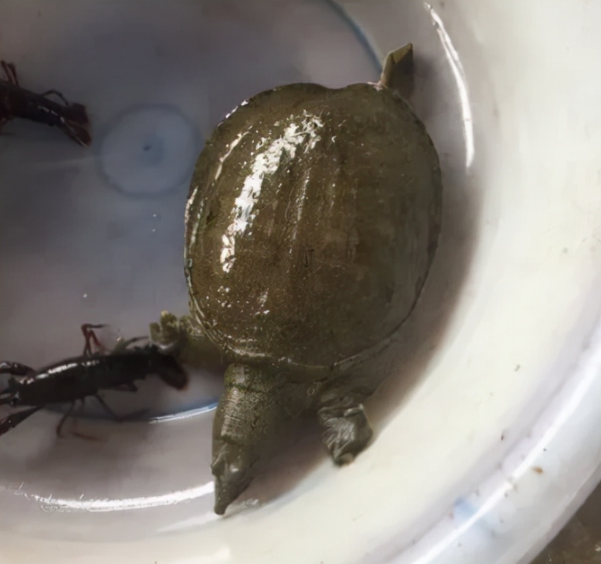 团鱼图片(以前常见的甲鱼) - 赤虎壹号