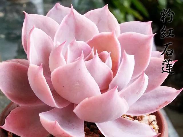 人生百味经典句子