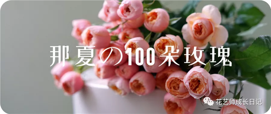 19朵白玫瑰代表什么(100朵玫瑰vol.58 | 骄傲玫瑰，白玫瑰的天花板)