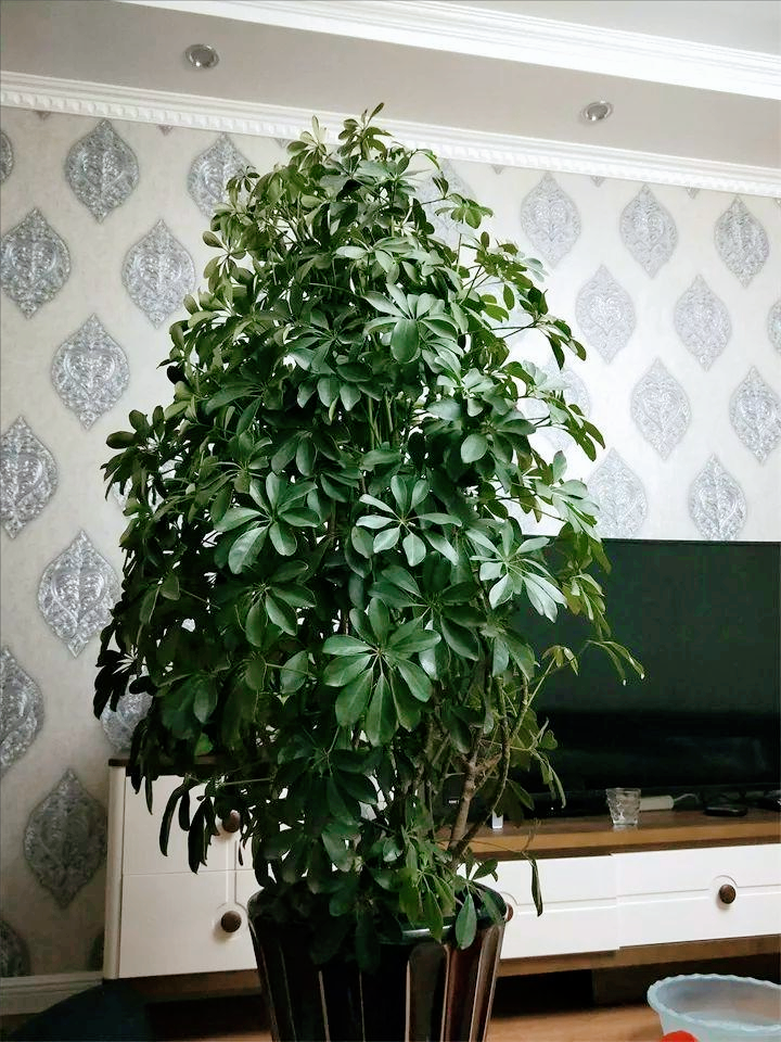 客厅养"树",十家有九富,7种"吉利树",屋里一摆,养人旺家