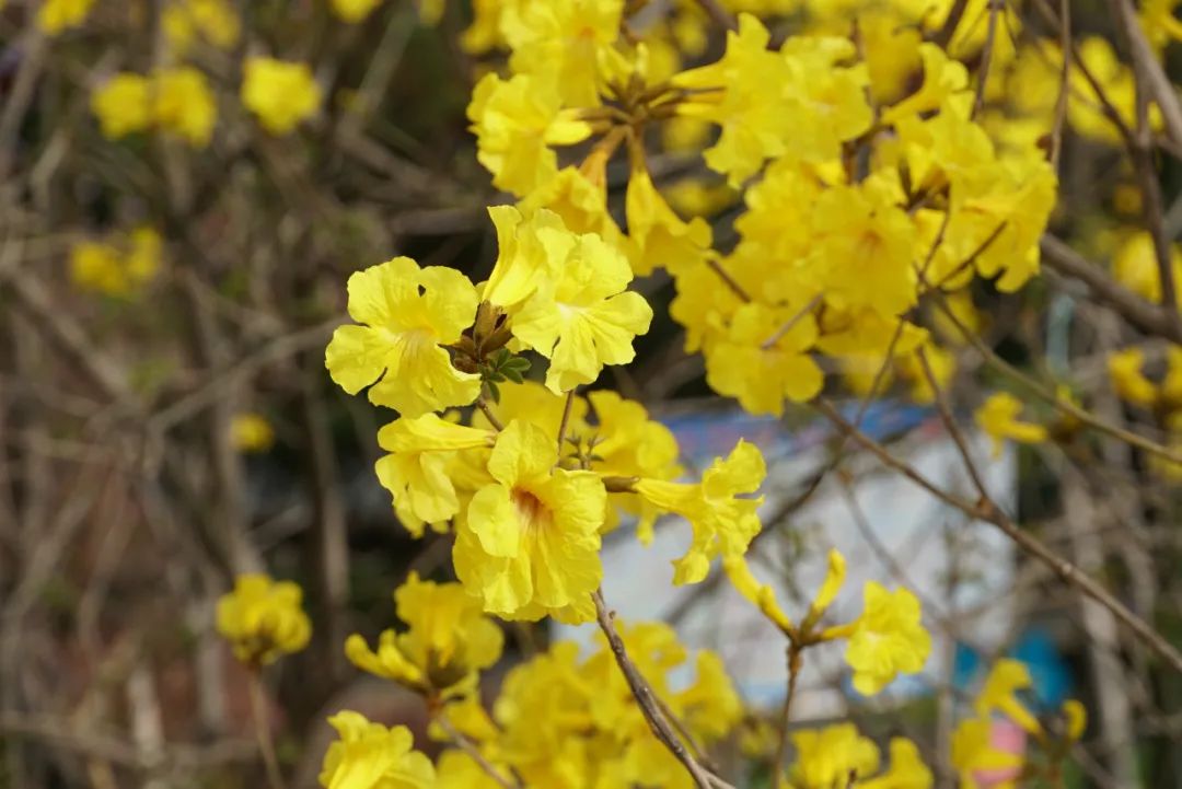 张槎有个“绿色学校”，学生用实际行动妆点美丽校园→