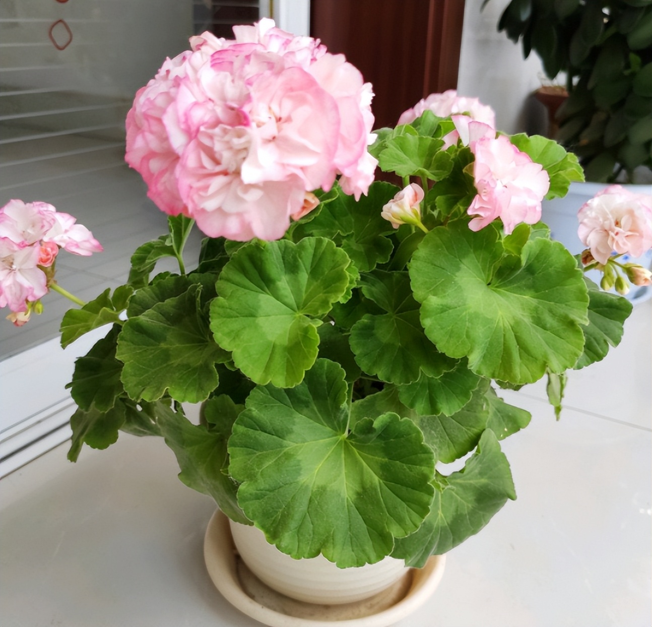 天竺葵怕热,度夏难?抓住这些诀窍,室内盆栽可四季开花