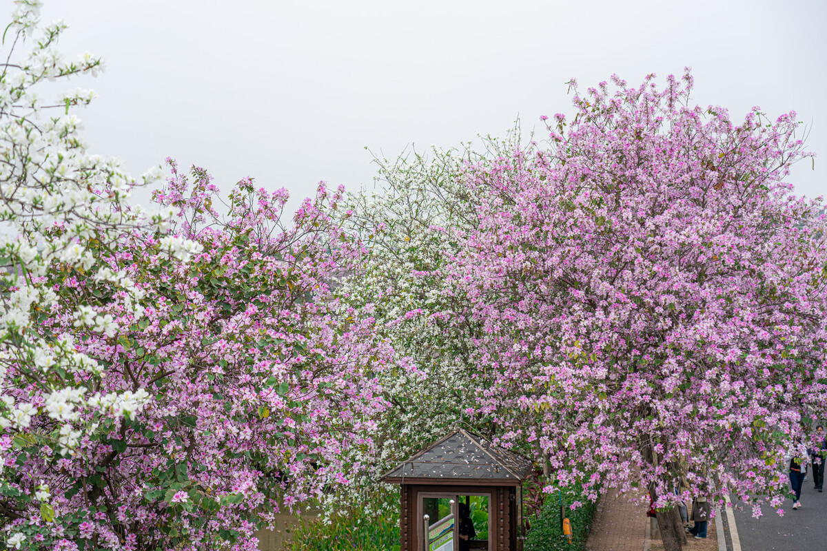广州旅游景点地图(油画里的花海) - 悦闻天下
