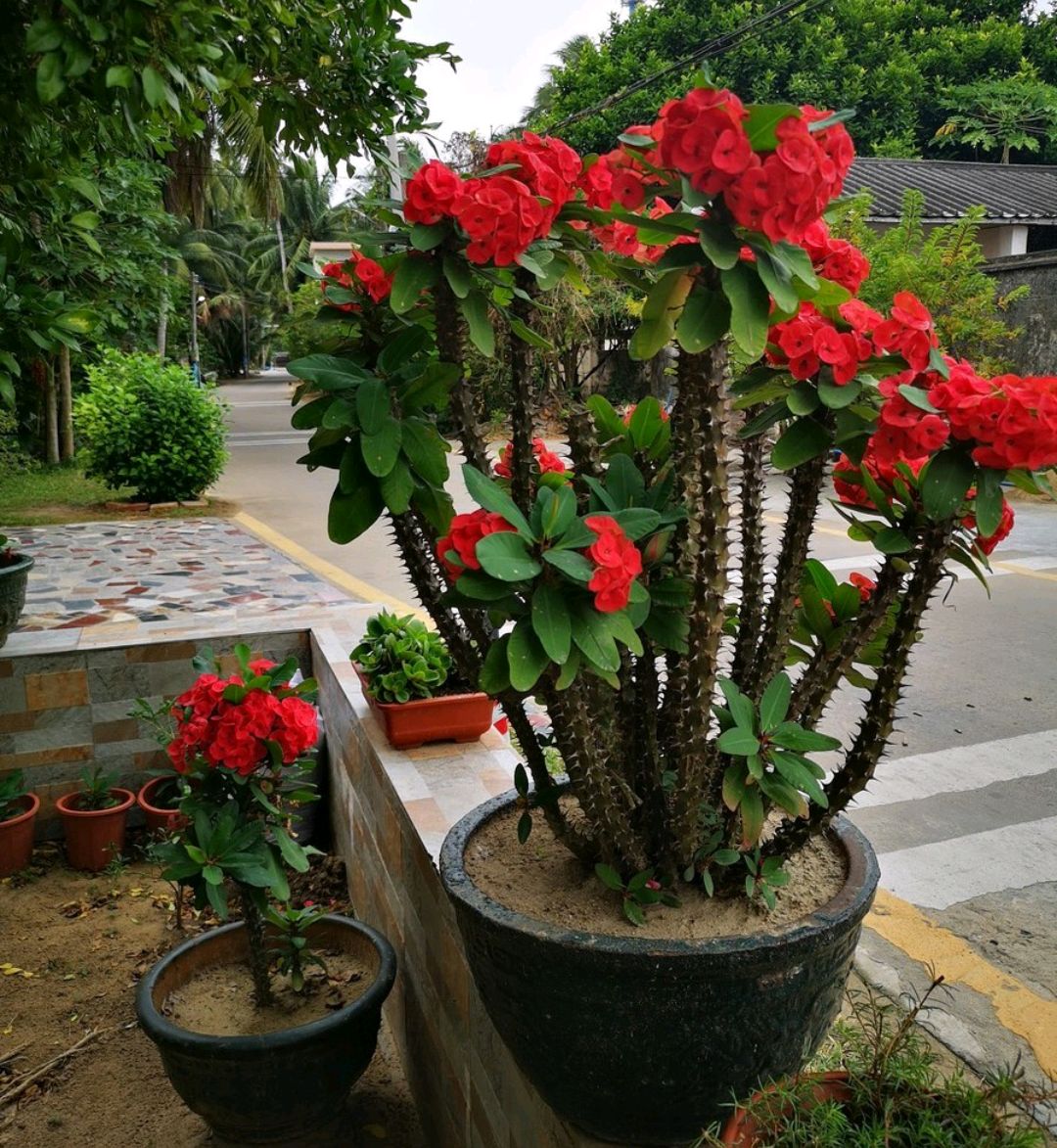 毒鱼藤(100种有毒的花和果，生活中很常见，出门要小心，避免受伤害)