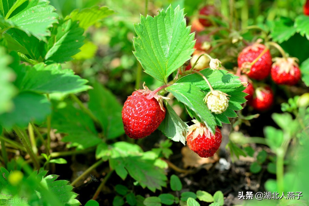 春天多给孩子吃6道“高锌菜”，3种“高锌果”，让孩子爱上吃饭