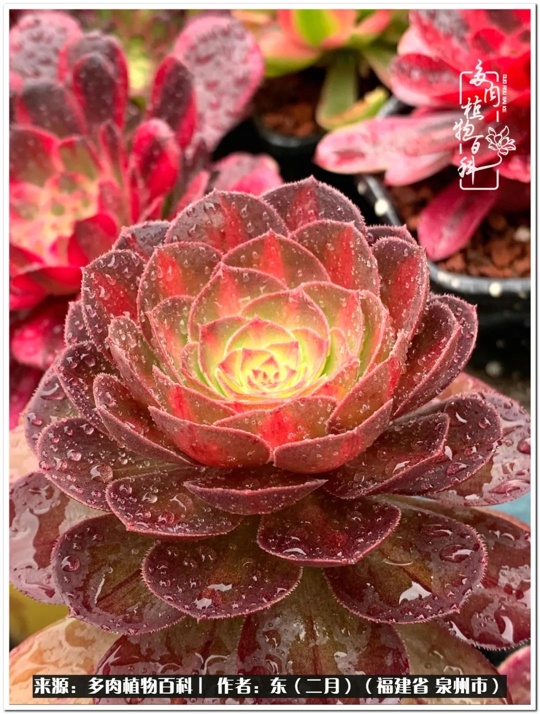 西施红金刚,长大了更是壮观白月光金丝楠木金丝翡翠万红红白被9527