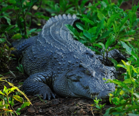 鳄鱼真的能吃吗?