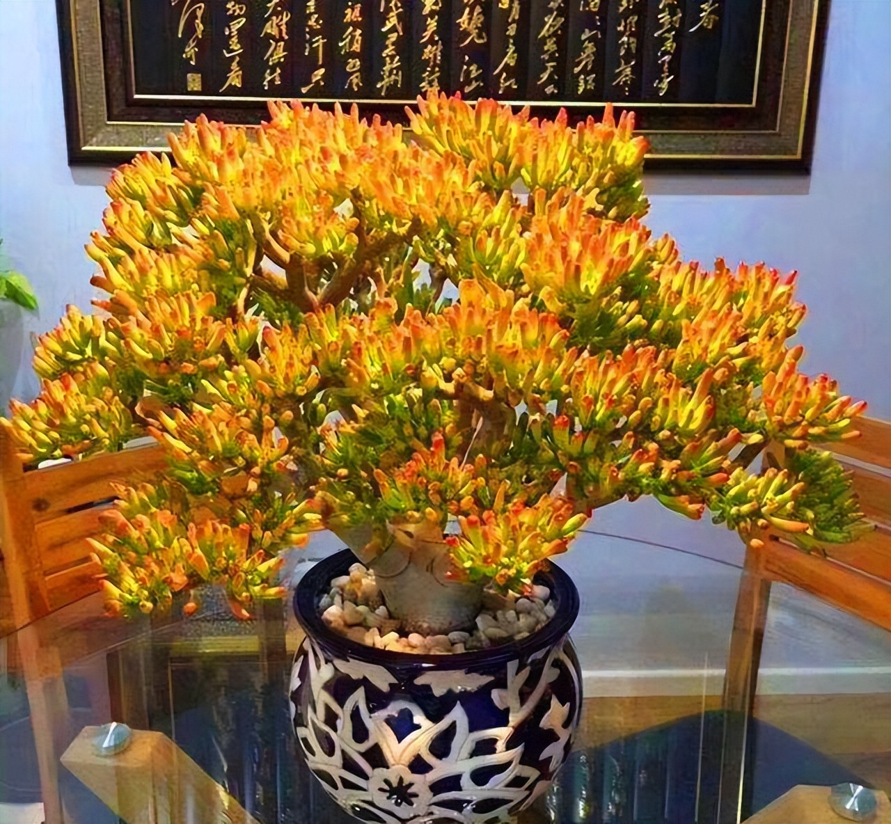 2,吸财树——吸取八方之财