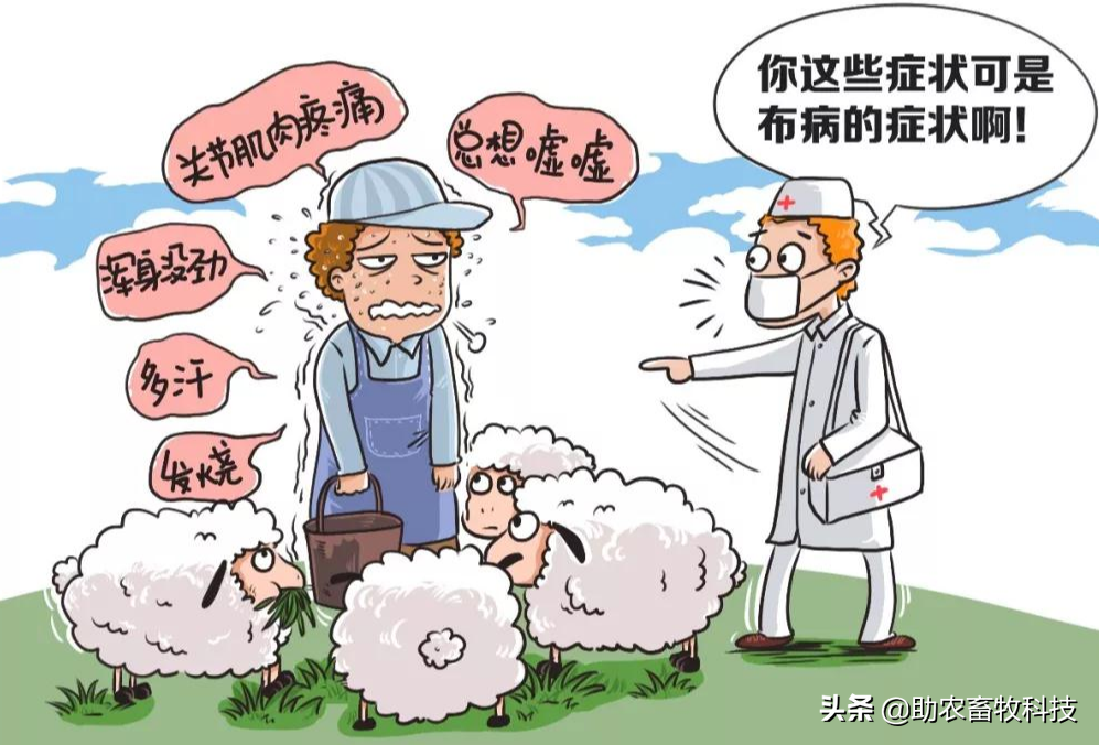 牛羊布鲁氏菌病防控知识分享