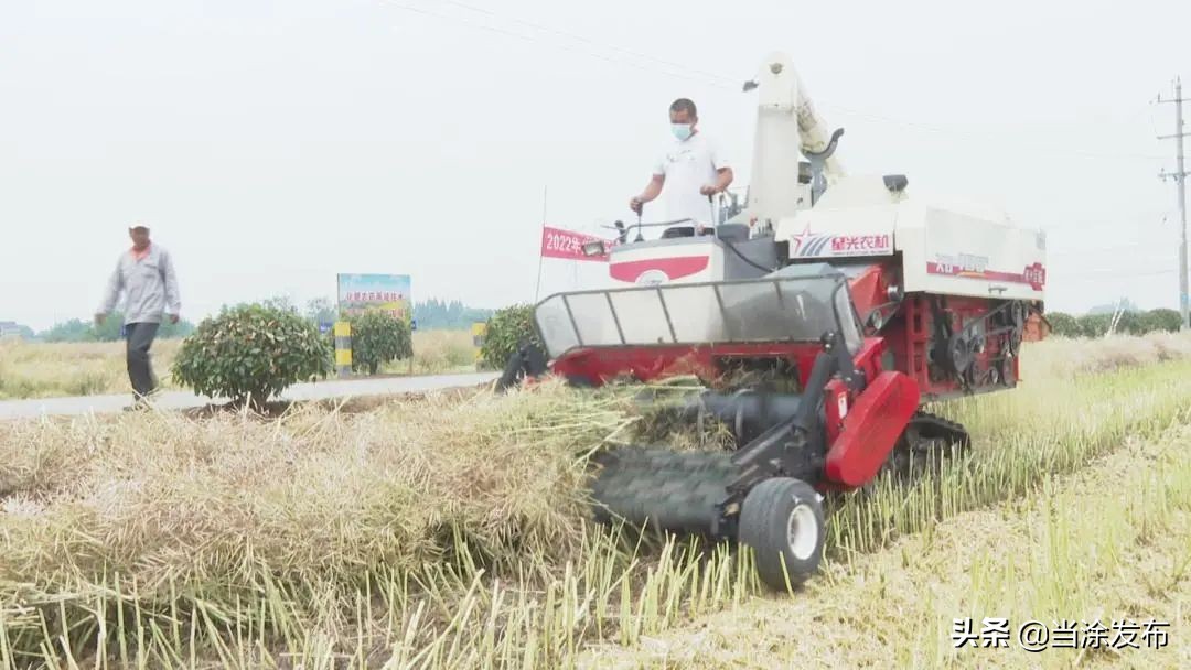 安徽当涂：赞！当涂推广油菜收割新技术 亩均减损15%以上