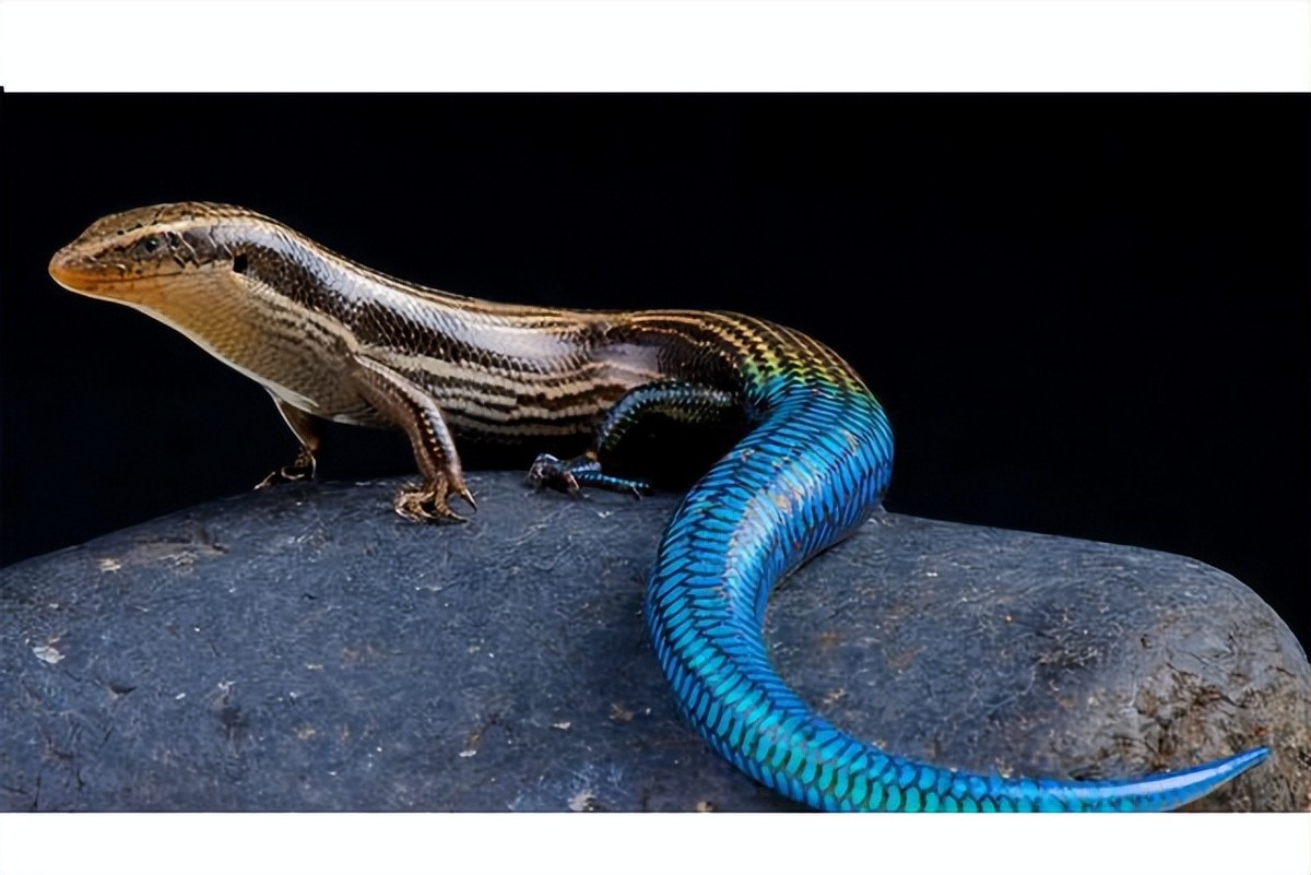 狗婆蛇可不是真的"蛇",而是属于爬行纲蜥蜴目石龙子科的一种动物,多