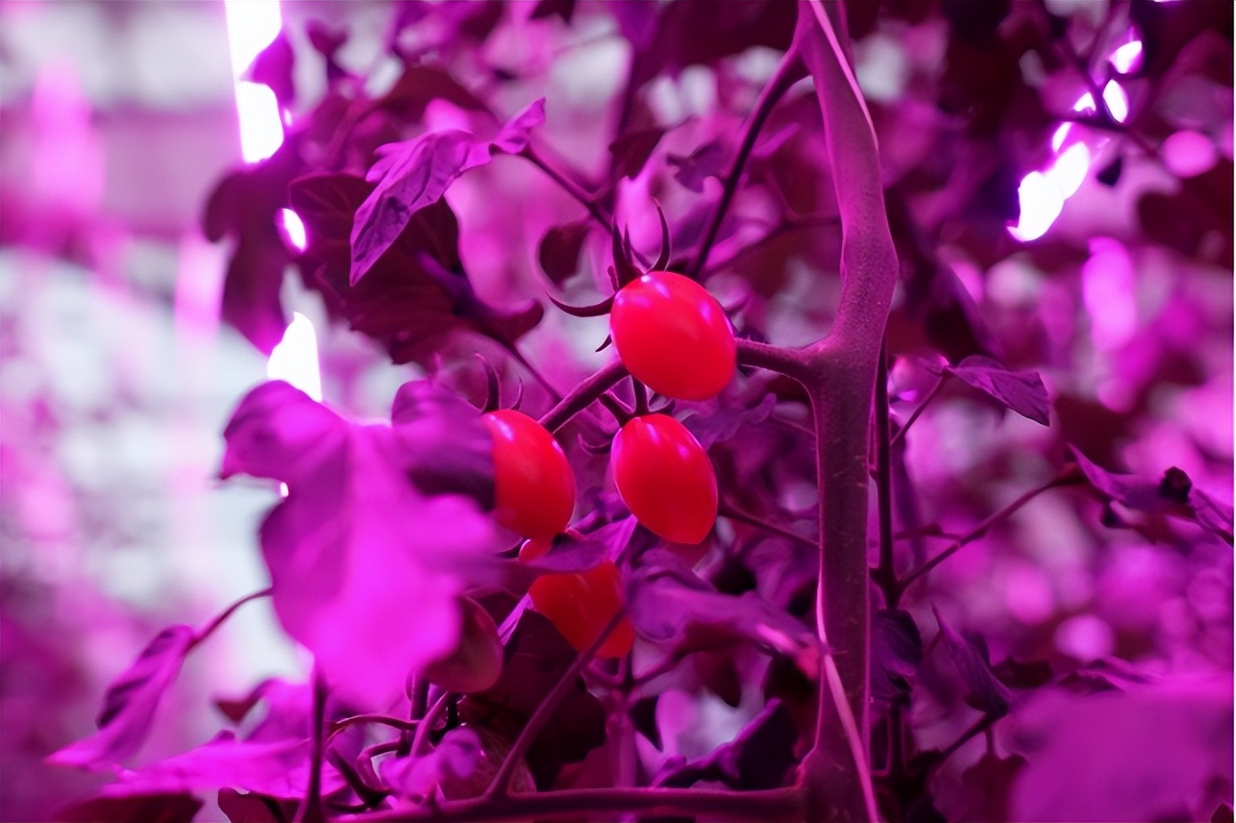 全球面临50年来最严重的“粮食危机”，谁来养活中国？