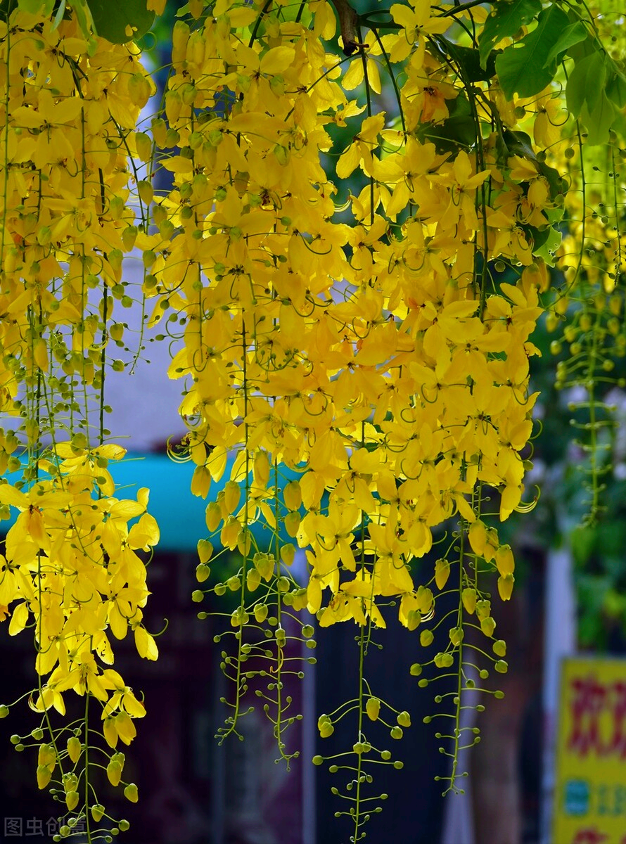 一花一世界,一念一清净,阅尽大自然繁花异草,方知岁月静好