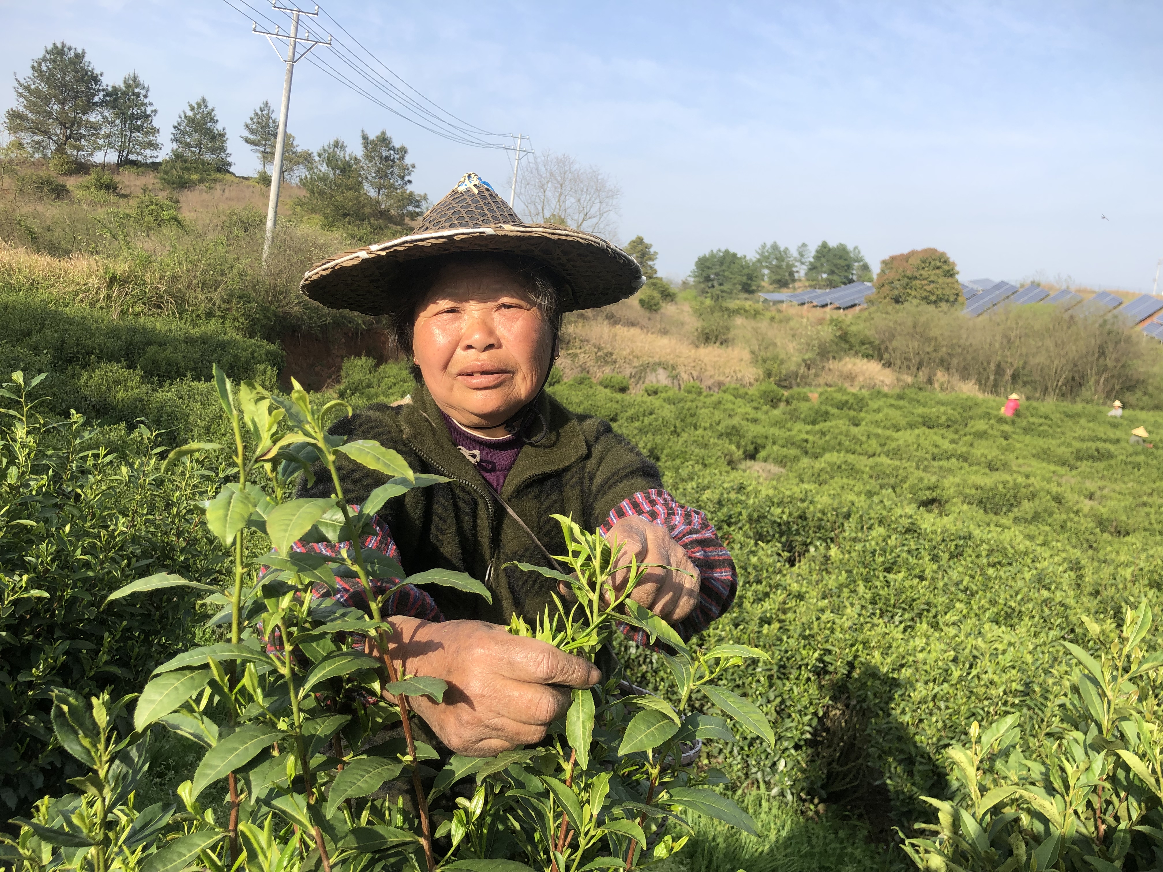 江西上饶：天气晴好采茶忙