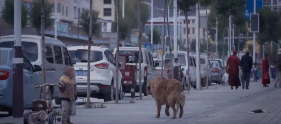 疯狂的藏獒投机史：曾炒到3000万一只，又沦为流浪犬被运往狗肉店