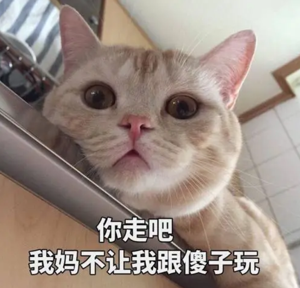 猫是杂食动物吗（20个养猫冷知识详细介绍）