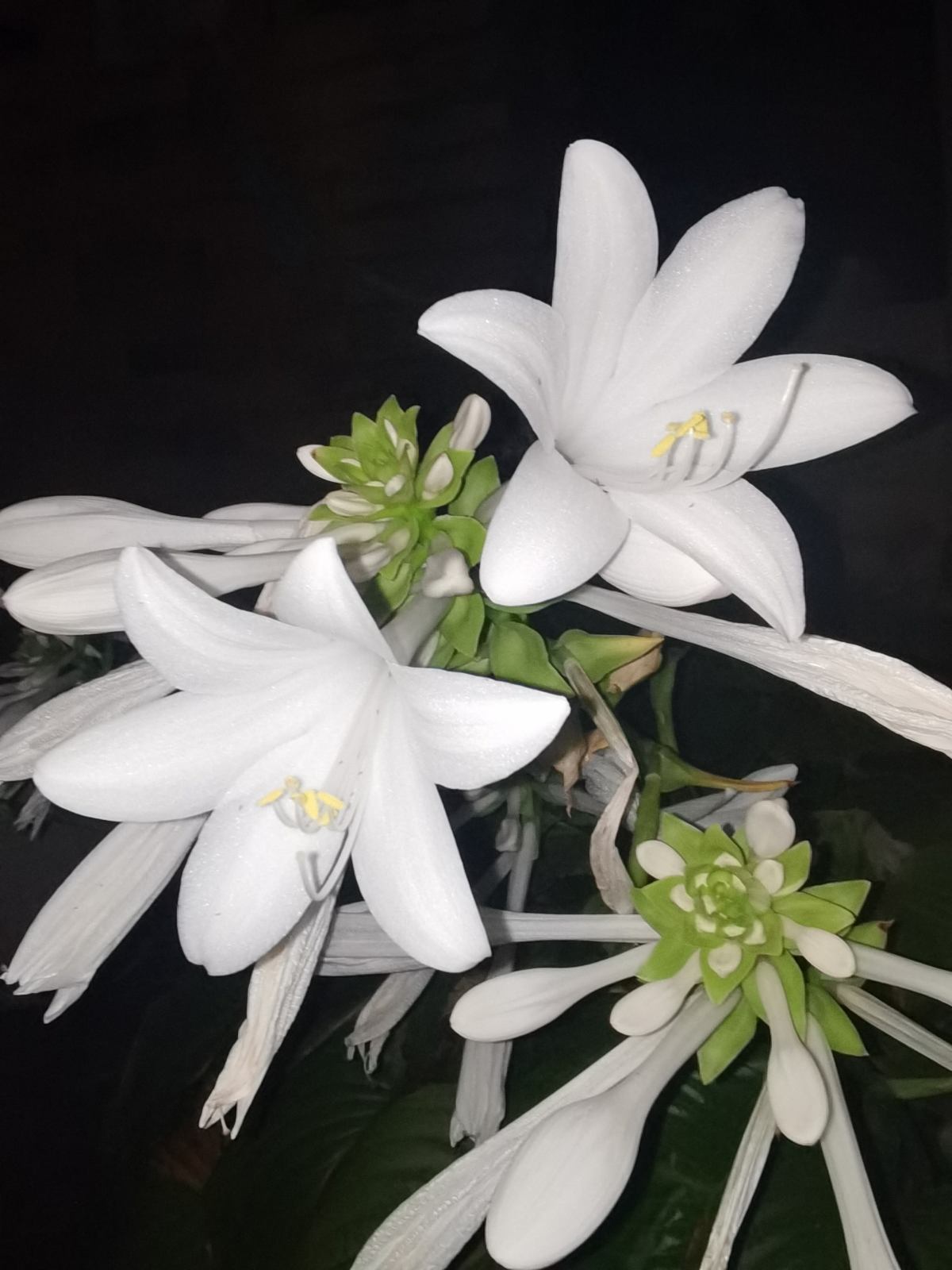 玉簪花图片（玉簪耐阴耐寒零下20度冻不死冬天养很合适）