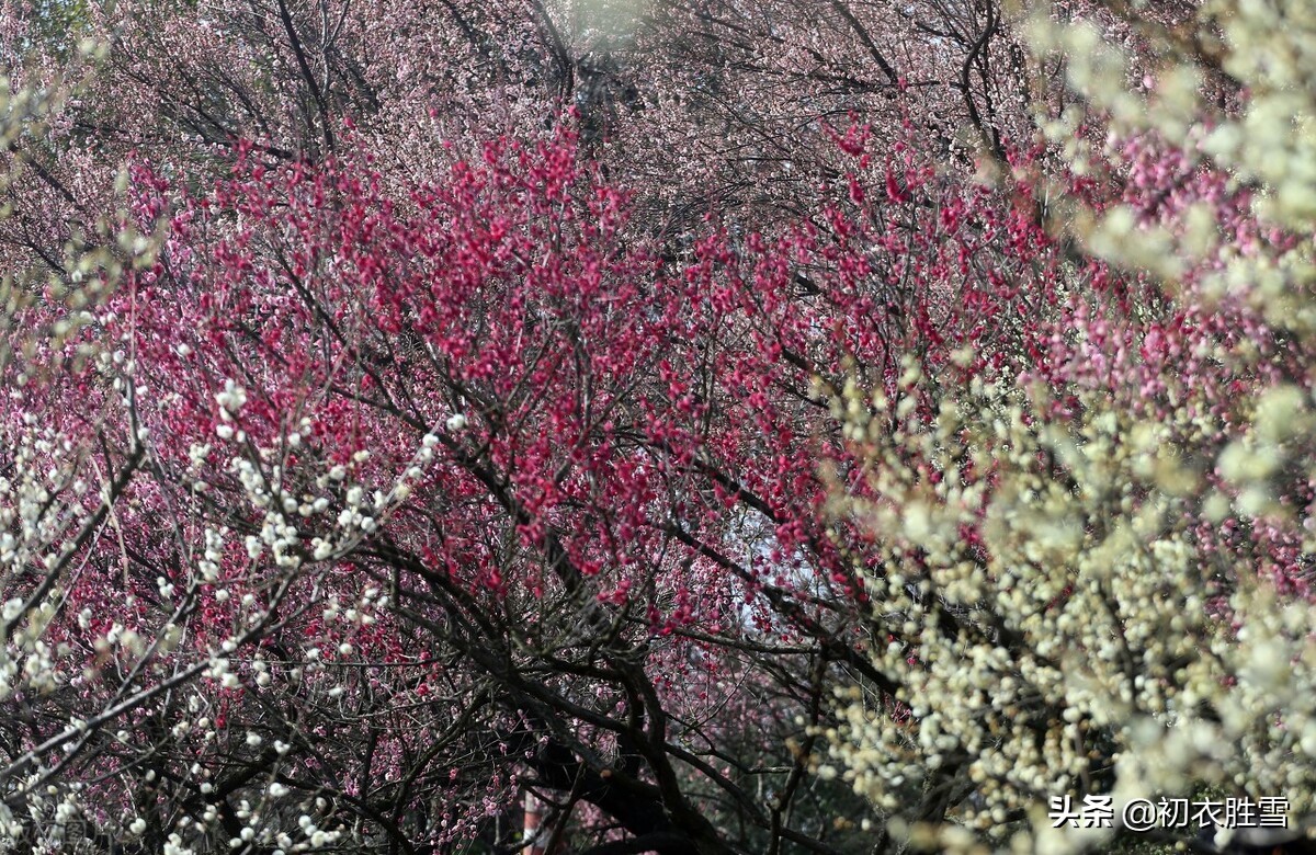 早春梅花花雪美诗五首：花边似雪回，只言花是雪，不悟有香来