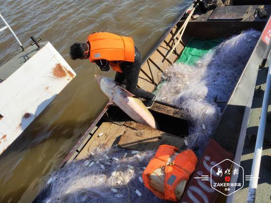 黑龙江渔民误捕1028斤鳇鱼，国家以22万元收购！中俄护鱼有效吗？