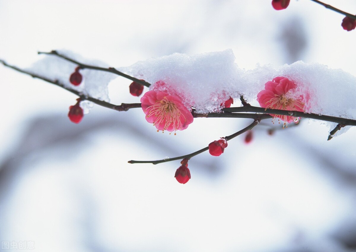 9首冬梅诗词：踏雪寻梅，静待春归