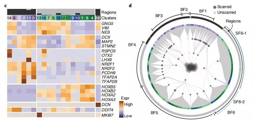科学家开发谱系记录仪iTracer，可用于所有体外细胞培养系统