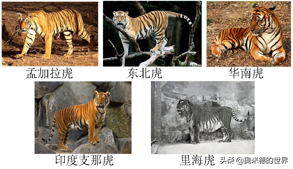 十种因人类活动而灭绝的动物，再见“长江女神”白鳍豚