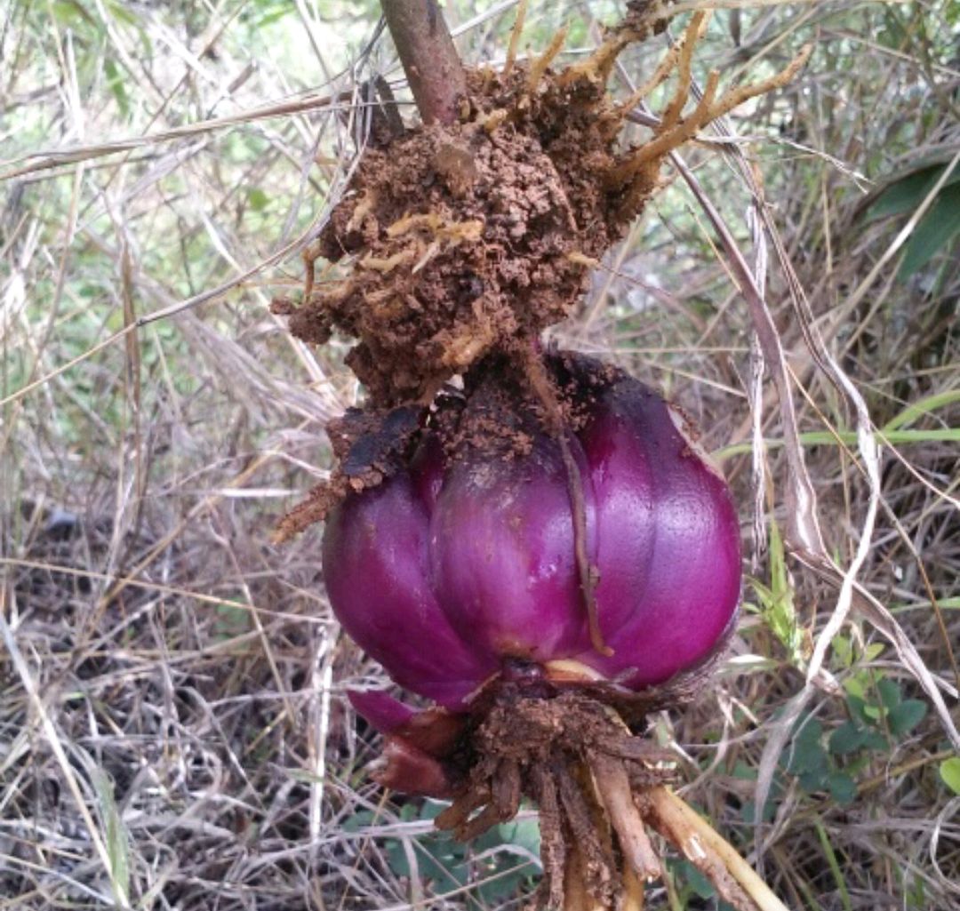120种野菜介绍，图名并茂，快来认识一下！涨知识不吃亏