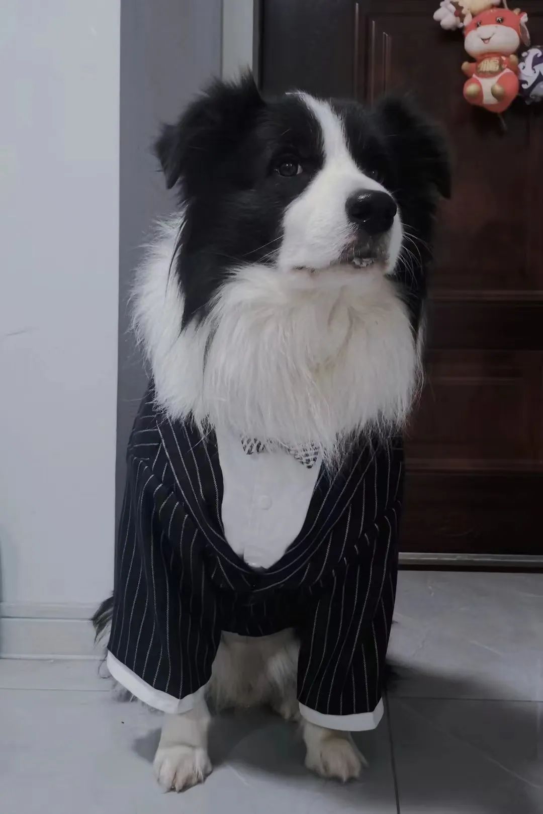 训犬培训班（5000一个月的）