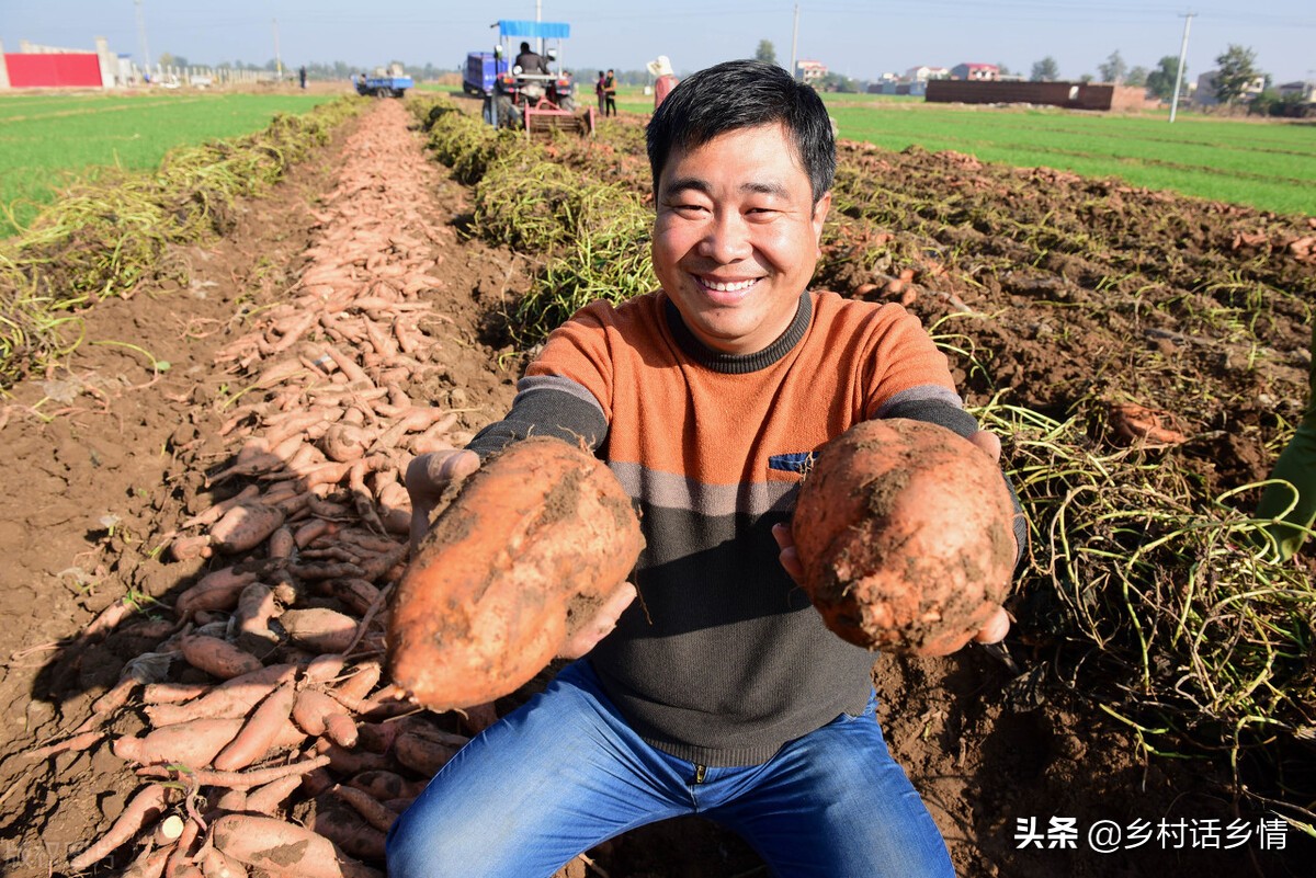 農業種植什么項目前景好掙錢多,