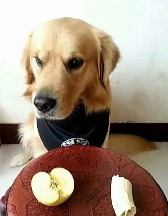 狗狗胰腺炎吃什么食物？