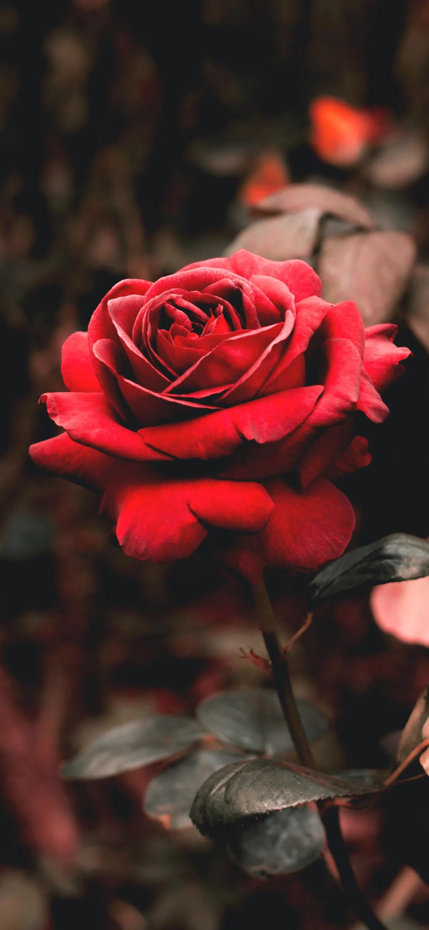 答案:玫瑰你最先会想到什么呢?假如让你用一种花形容浪漫