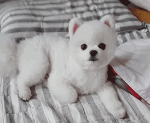 博美犬肚子里有虫的症状  驱虫应该多长时间一次