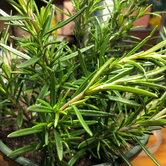 5种“香香花”摆在卫生间，臭味通通跑光，跟喷了香水儿似得