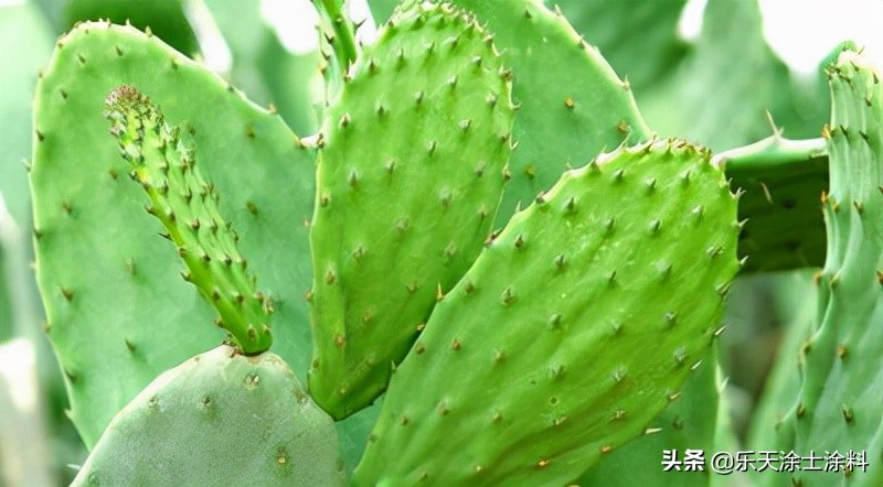 新房放什么植物好