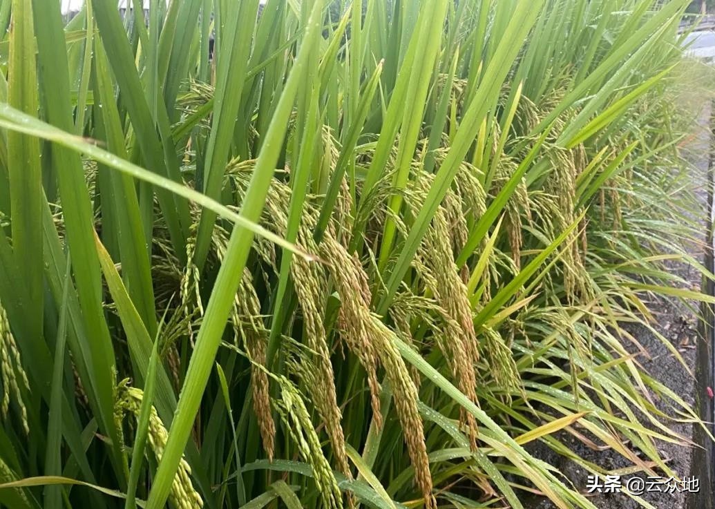 水稻种植每亩成本多少？如何降低种植成本，靠省还是靠科技？
