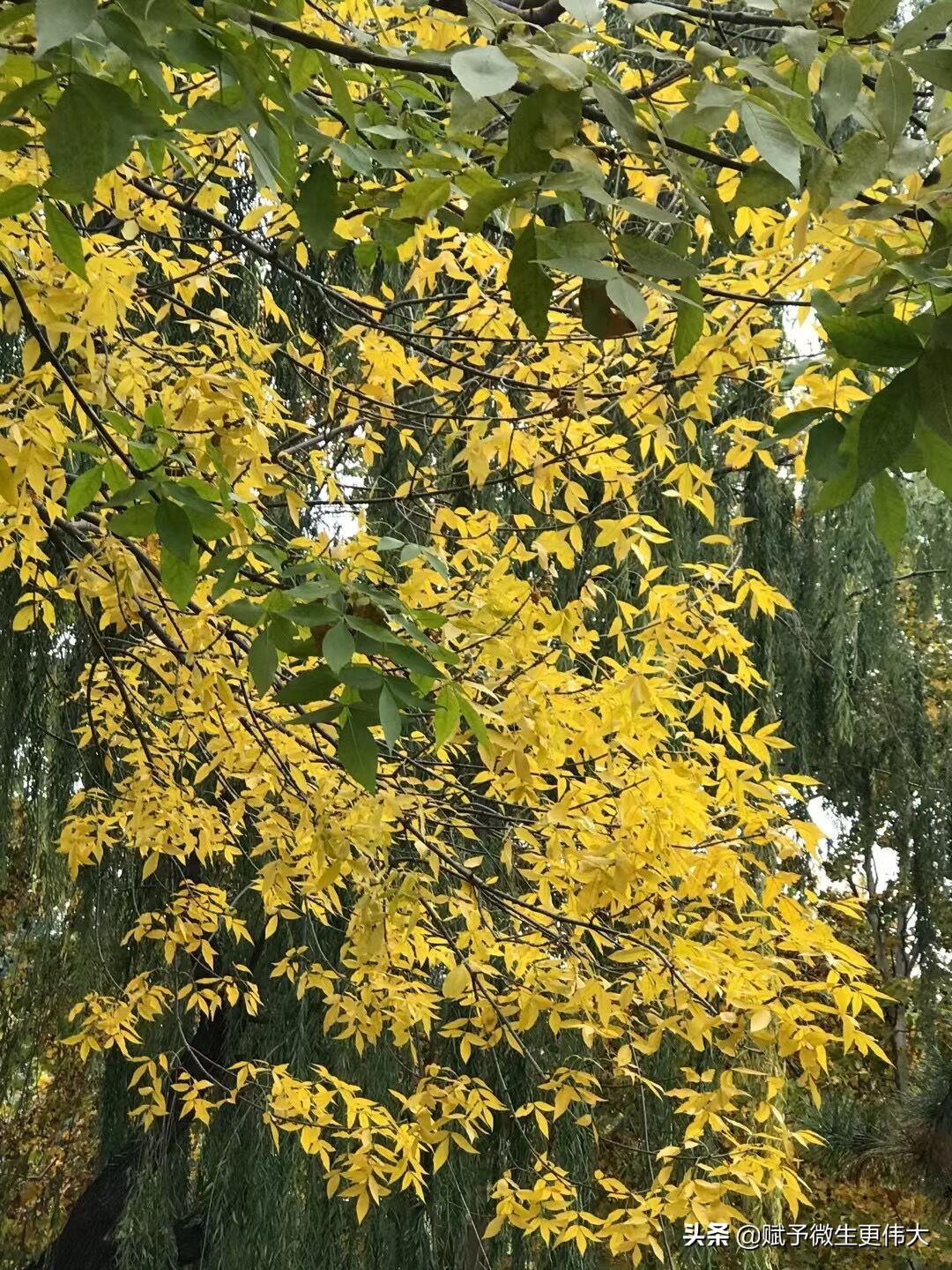 水飨——早上秋水午镶黄