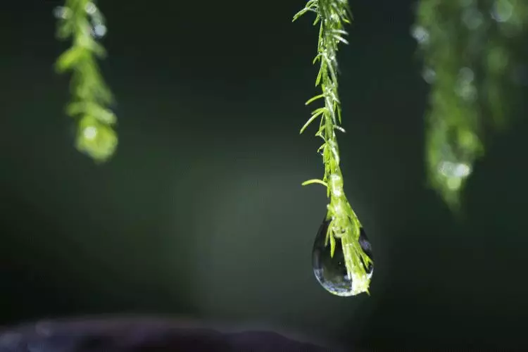 雨水｜小楼一夜听春雨，万年如意好音来